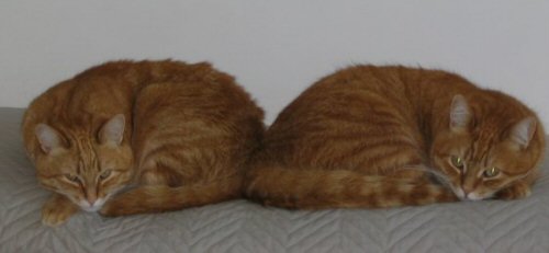 Gatti Felini