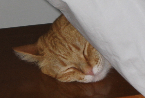 Finalmente,  Dorme